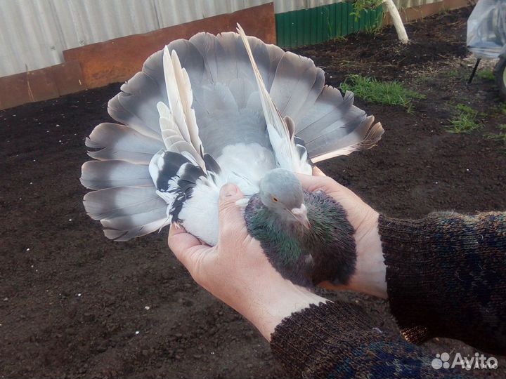 Голуби Николаевские