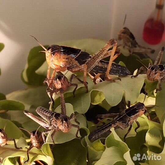 Сверчок 2 вида,Саранча,таракан Блаптика, Мраморный