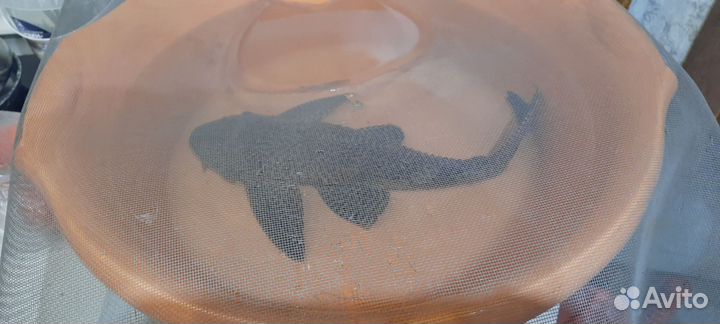 Парчевый сом