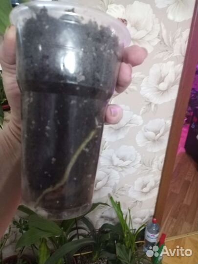 Сциндапсус эпипремнум