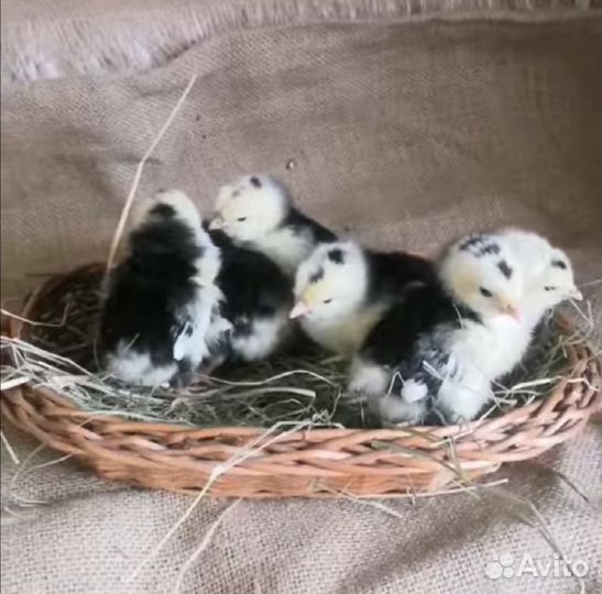 Цыплята породы Леггорн Далматинец