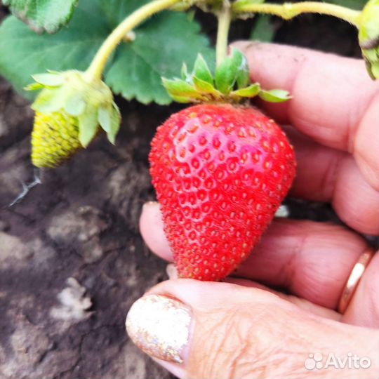 Рассада клубники азия, клери