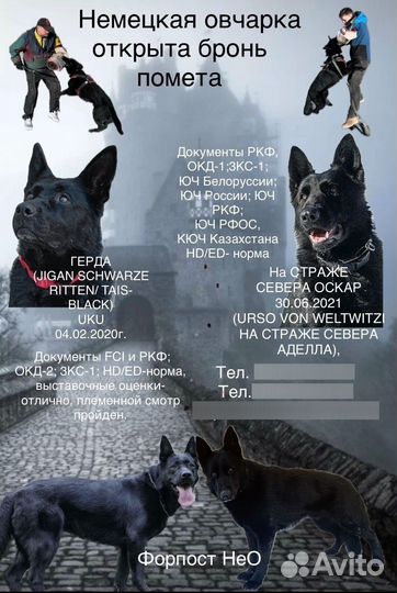 Немецкая овчарка