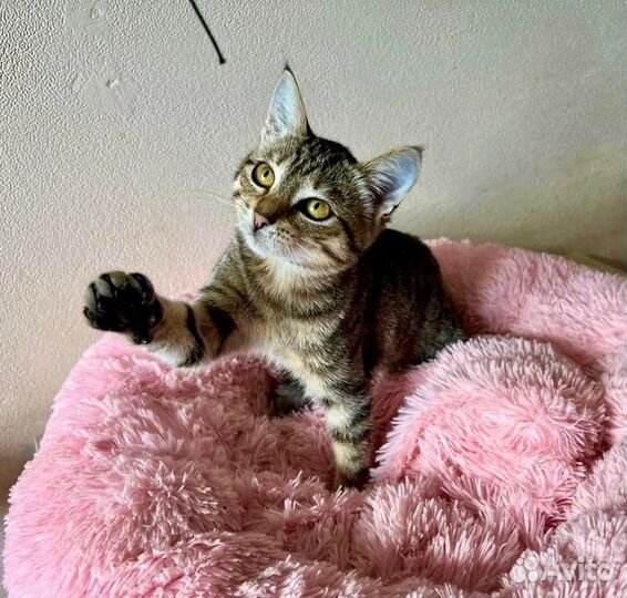 Василиса-нежное 3-х месячное дитя нуждается в доме