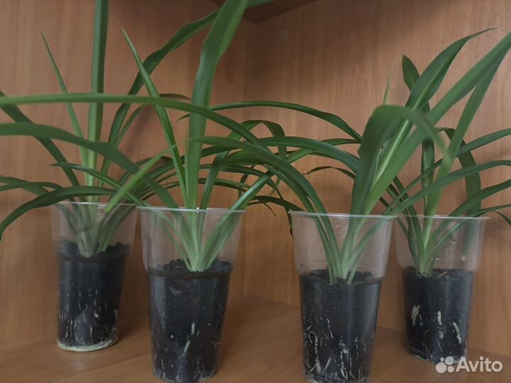 Хлорофитум