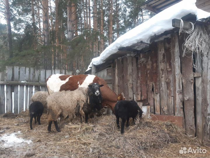 Баран романовский