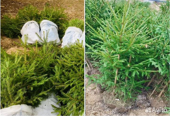 Саженцы Сосны и Ели с доставкой