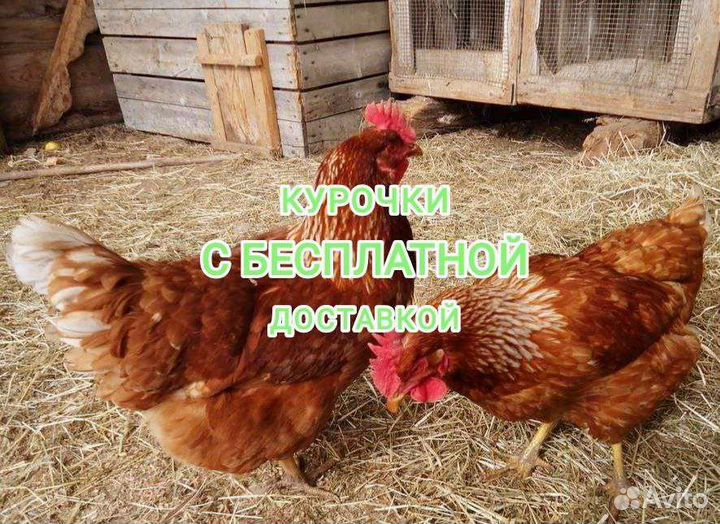 Куры с доставкой