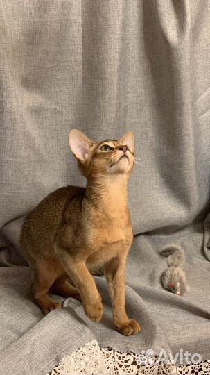 Абиссинские котята