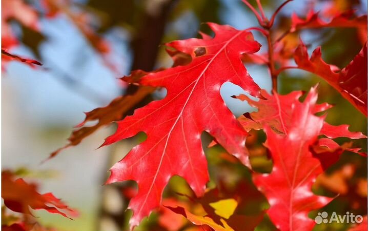 Жёлуди дуба красного