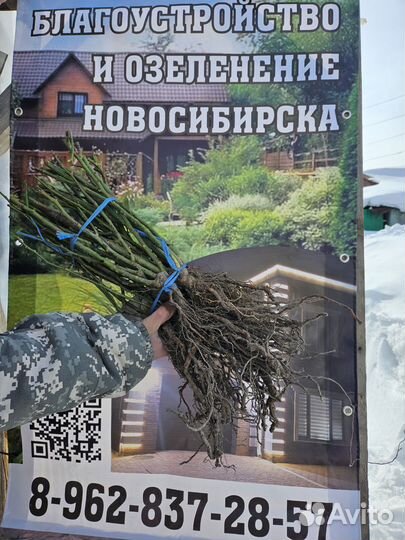 Розы окс
