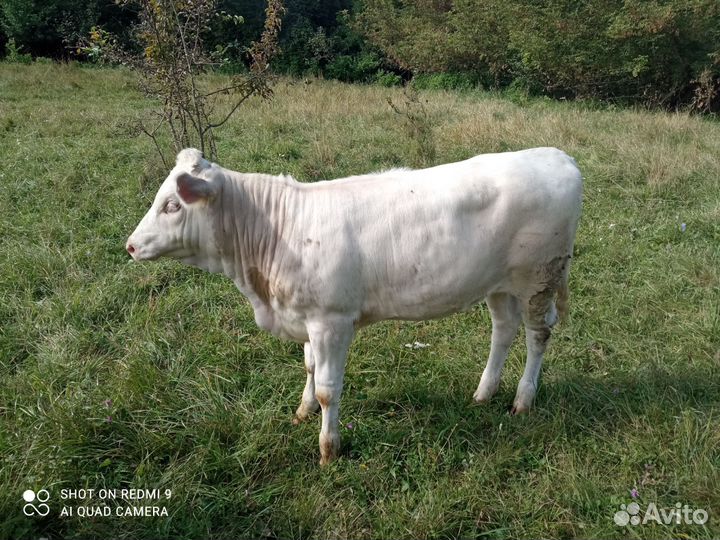 Коровы дойные и теленок