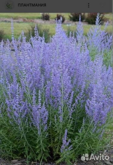 Перовския лебедолистная Blue Spire