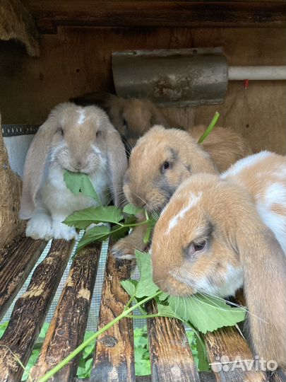 Кролики Французский Баран