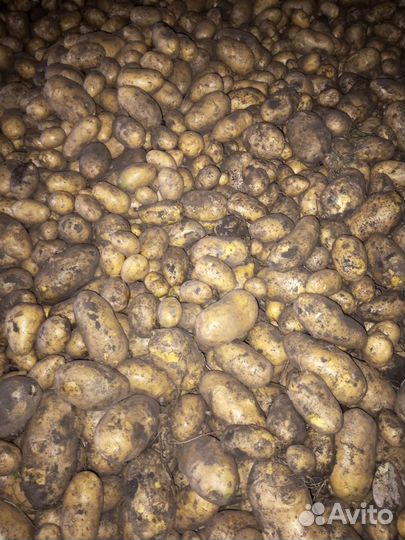 Продам картофель деревенский