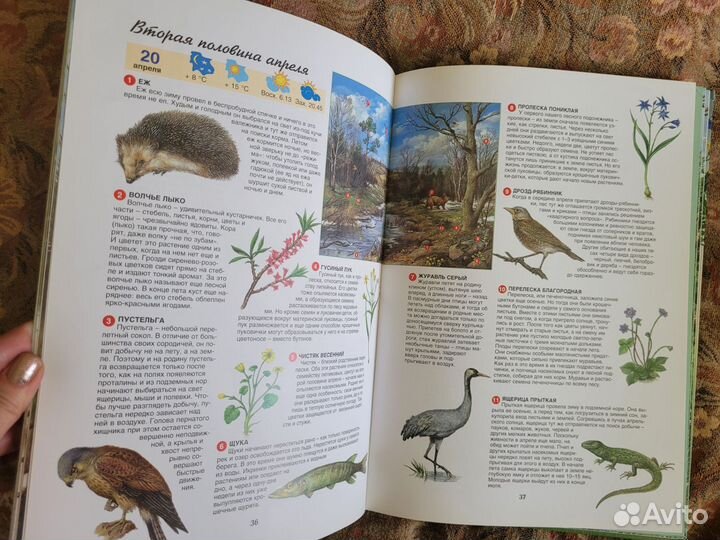 Книга детская энциклопедия Атлас времена года