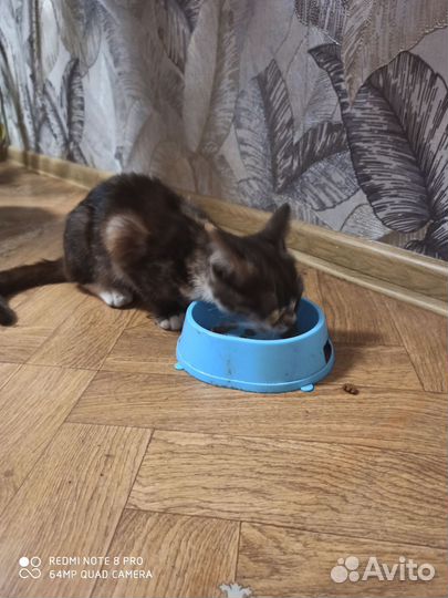 Кошка в дар