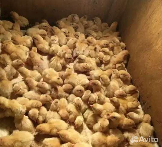 Перепела, цыплята