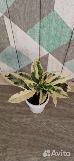 Кротон тамара