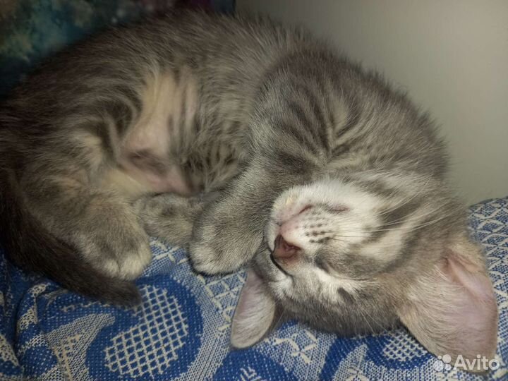 Котята в добрые руки 2 месяца