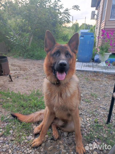 Кобель немецкой овчарки 2 года. Вязка