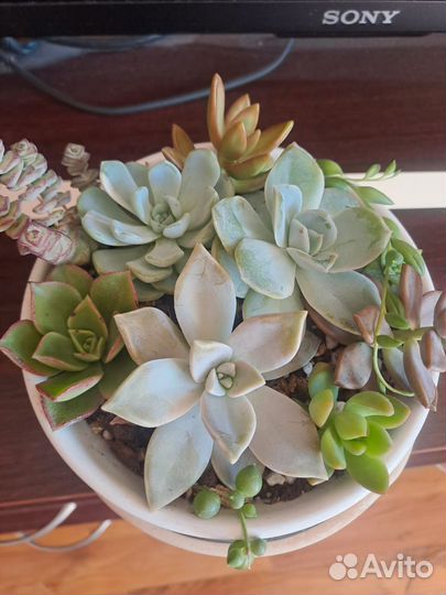 Садик из суккулентов