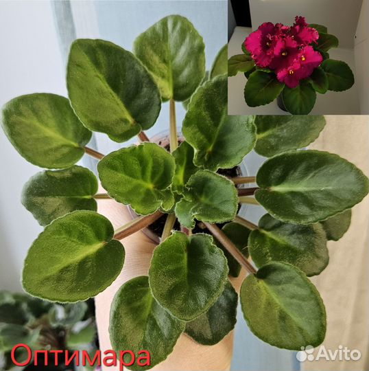 Фиалки сортовые