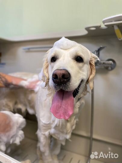 Груминг собак и кошек