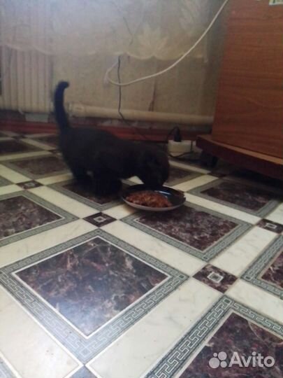 Британские котята