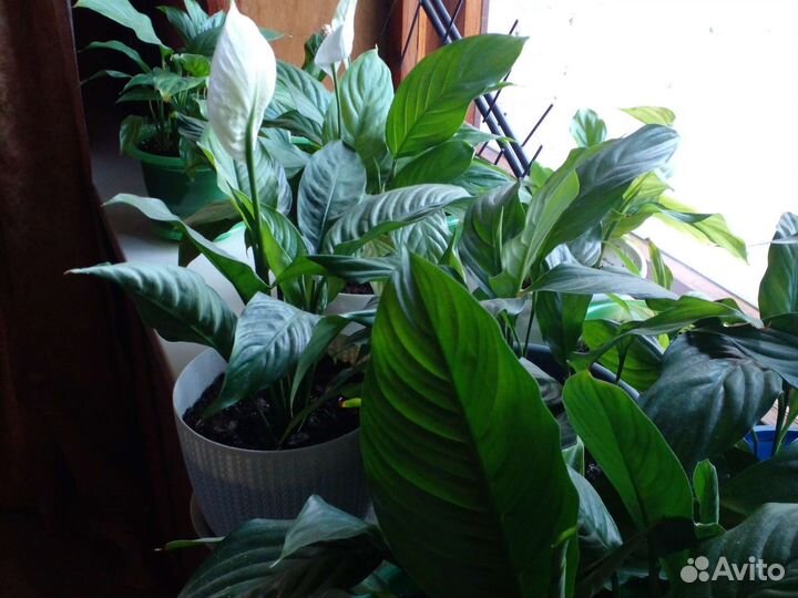 Спатифиллум