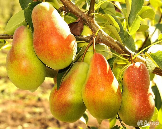 Саженцы груши