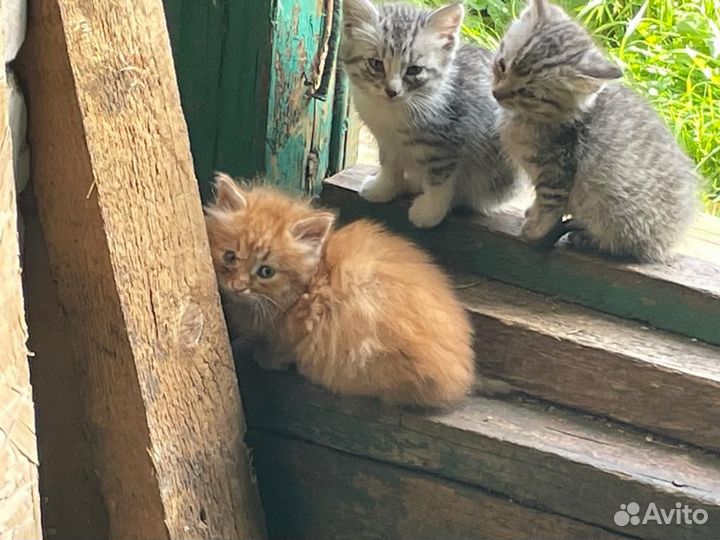 Котята в добрые руки