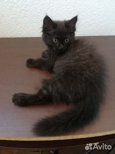 Кошка стерилизованная