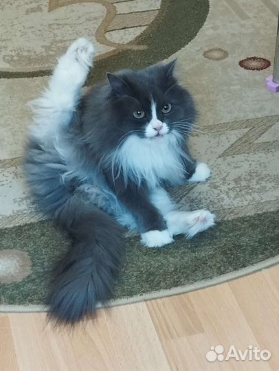 Передержка кошечек