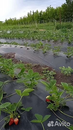 Саженцы клубники