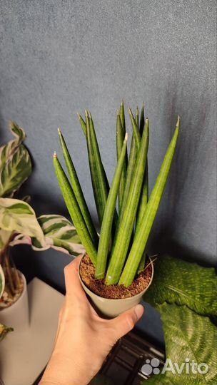 Сансевиерия