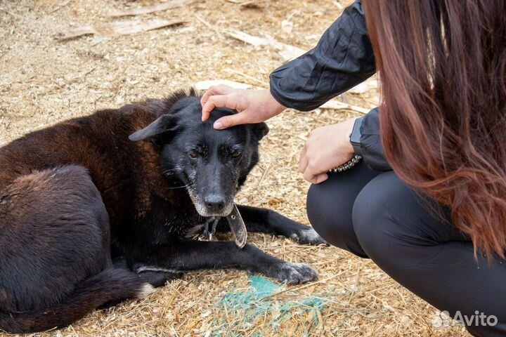 Собака, у которой мало шансов на дом