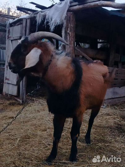 Нубийский козел