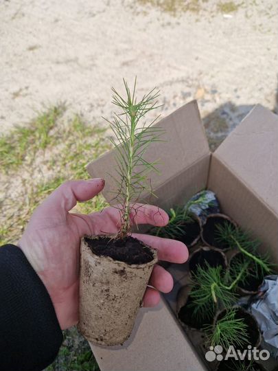 Саженцы ели зкс опт