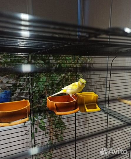 Продаются канарейки