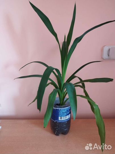 Пальма Юкка