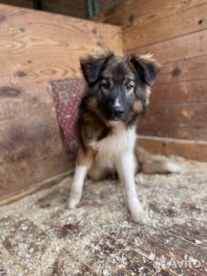 Немецкая овчарка