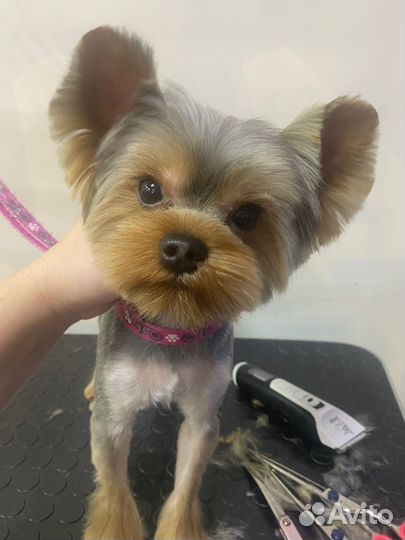 Стрижка собак и кошек Грумер