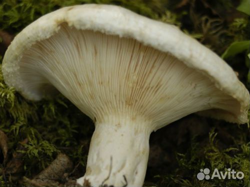 Белый груздь