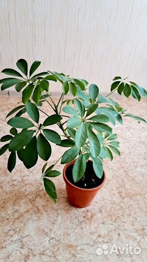 Комнатные цветы Шефлера