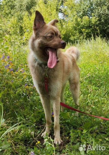 Молодой кобель в добрые руки