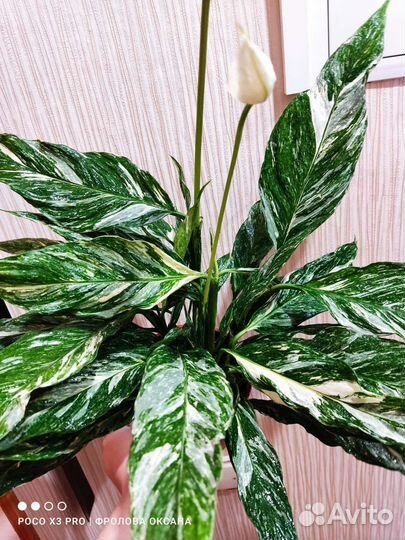 Спатифиллум Даймонд