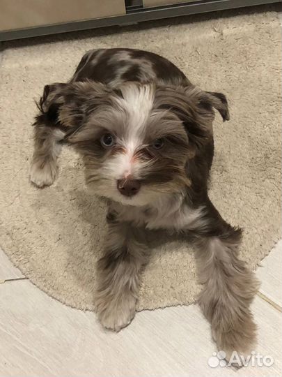 Йоркширский терьер