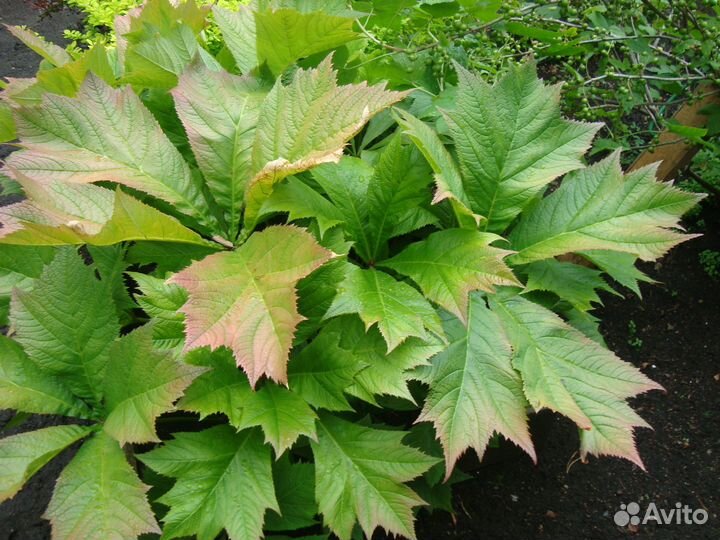 Роджерсия шоколадная