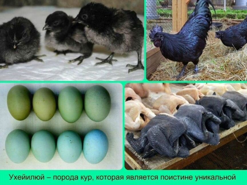 Суточные цыплята ухейлюй